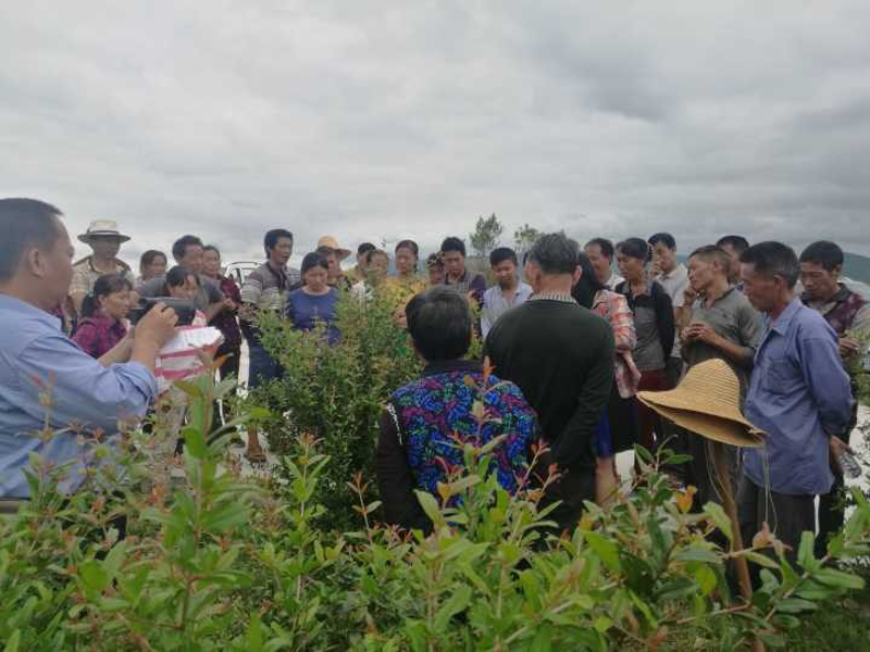 会东县姜州镇石榴种植技术培训现场,培训人次67人 会东县姜州镇石榴种植技术培训现场,培训人次67人
